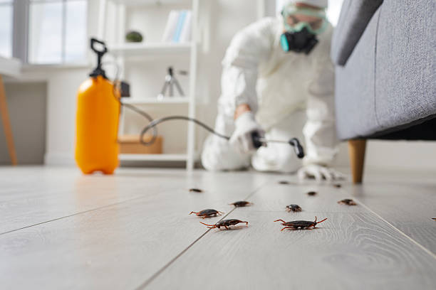 Affordable Termite Control solutions in Perry, MI